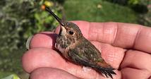 Sweety Feeder