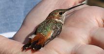 Sweety Feeder