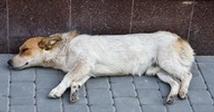 3 Toxic Foods for Dogs: The One Meat You Should Never Feed Your Dog