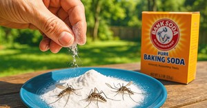 Smart Way To Repel Mosquitoes In Iowa